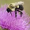 bmblbee138